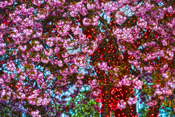 Cherry Blossoms Lit