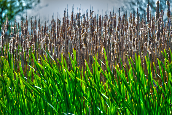 Grass & Reeds