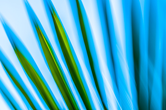 Palm Abstract