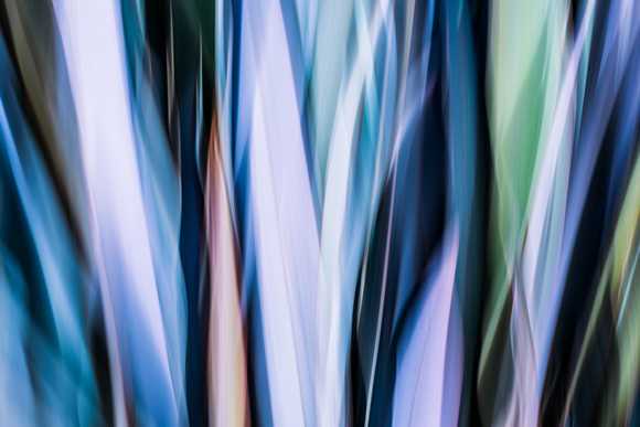 Palm Leaves in Motion