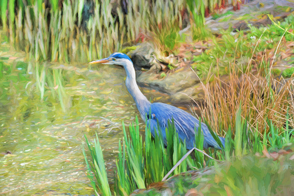 Heron by the Pond