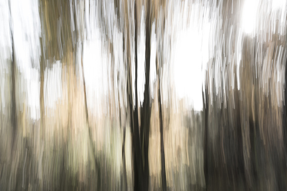 Abstract Forest