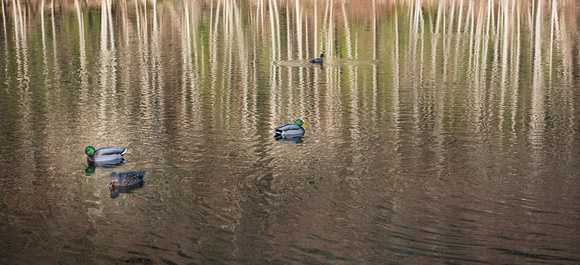 Ducks at Green Timbers