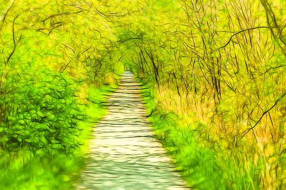 Path Through the Woods